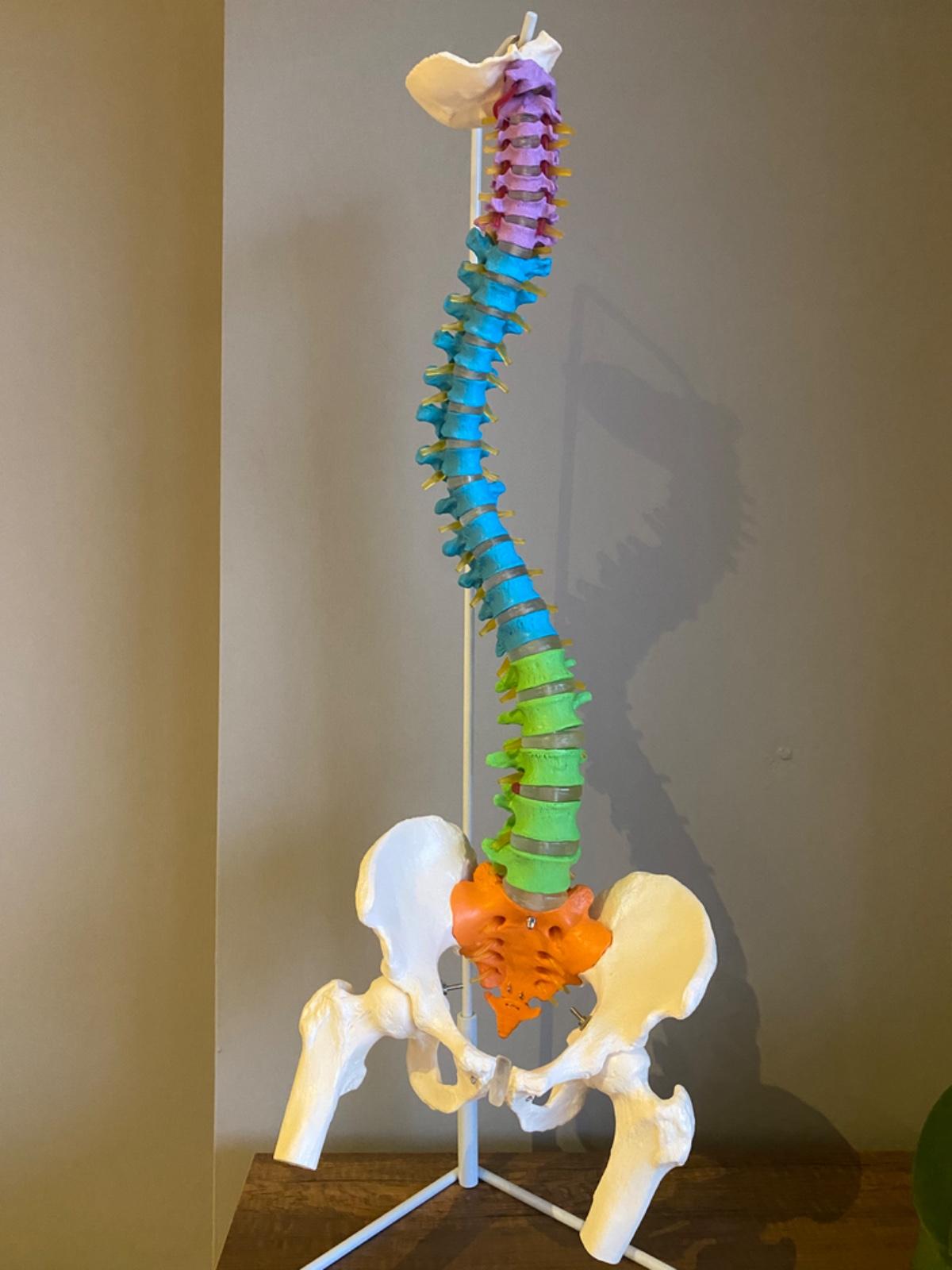 Fizyoterapist Hacer Han 